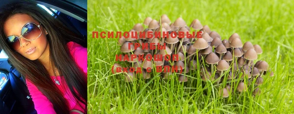 стаф Вязьма